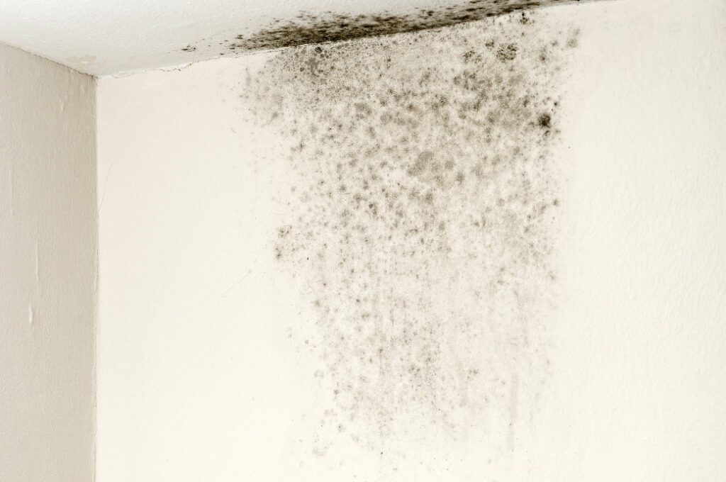 black mold on wall