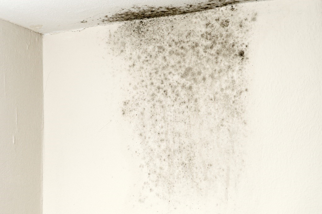 black mold on wall