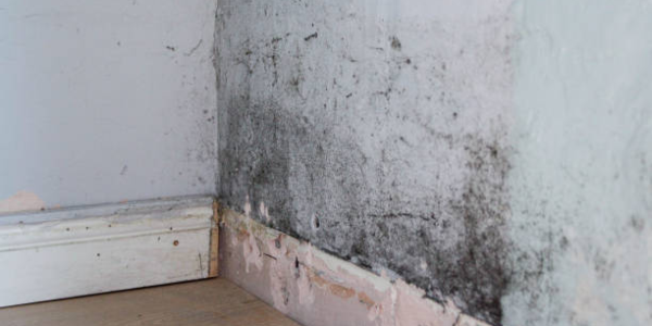 Mold growing on a damp interior wall corner with peeling paint.