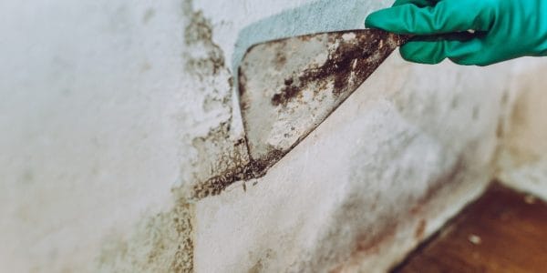 Removing mold from wall with a scraper and gloved hand for home repair and maintenance.