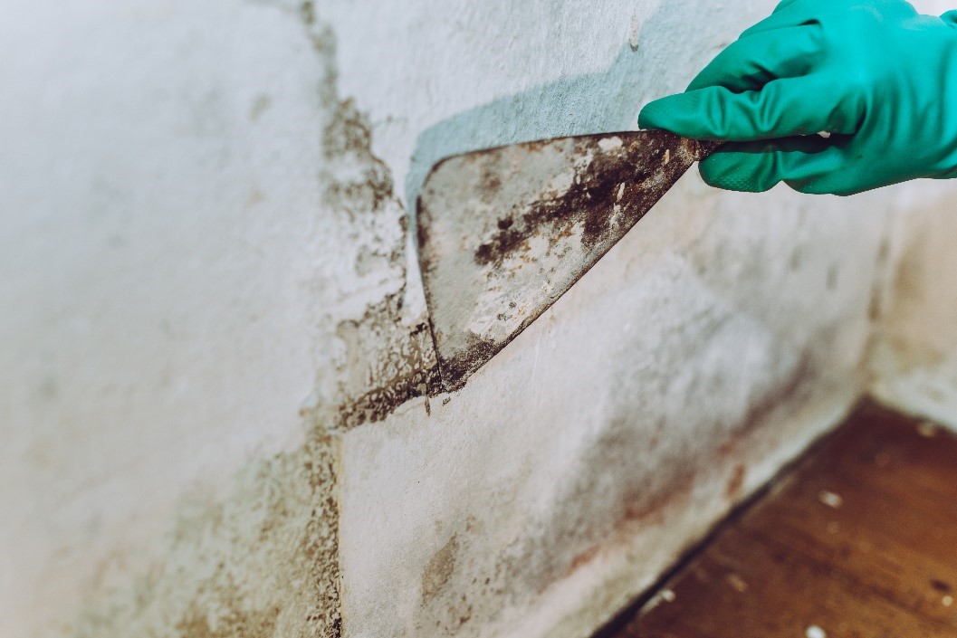 Removing mold from wall with a scraper and gloved hand for home repair and maintenance.