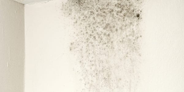 Black mold spreading on a white wall corner ceiling.