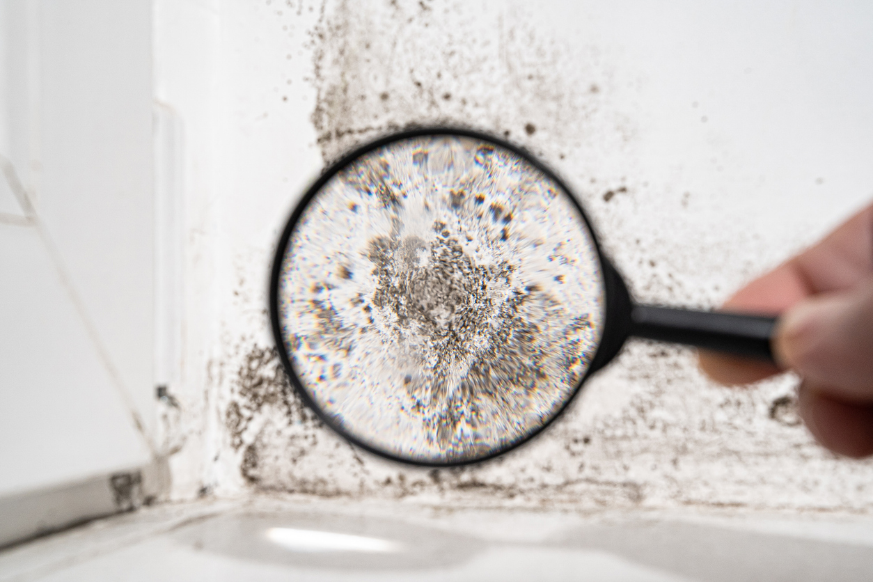 Magnifying glass inspecting black mold growth on bathroom wall and caulking, showing moisture damage in a humid corner.