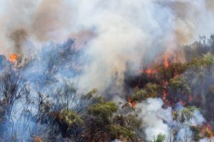 A brush fire burning through Hawaii vegetation, creating smoke odor that may need removal by Premier Restoration Hawaii.