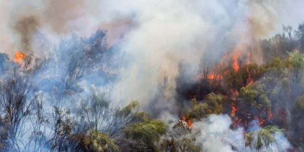 A brush fire burning through Hawaii vegetation, creating smoke odor that may need removal by Premier Restoration Hawaii.